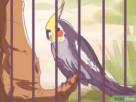 Image titled Tame a Cockatiel Step 1