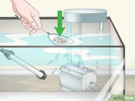 Image titled Care for Baby Guppies Step 14