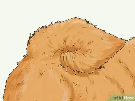 Image titled Identify a Chow Chow Step 2