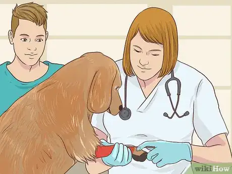 Image titled Treat a Dog with Cushing's Disease Step 2