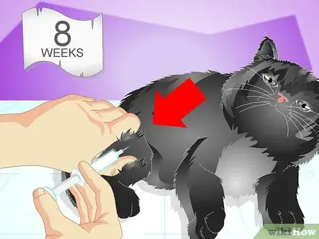 Image titled Vaccinate a Kitten Step 2