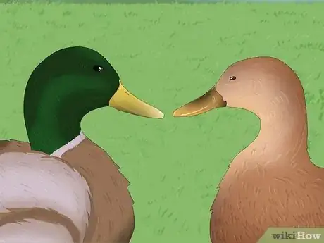 Image titled Why Do Ducks Wag Their Tails Step 5