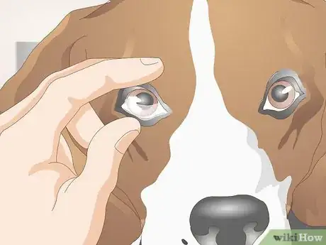 Image titled Diagnose Canine Corneal Ulcers Step 13