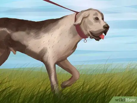Image titled Identify a Great Dane Step 11