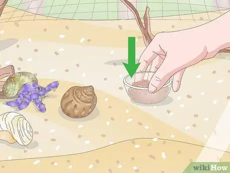 Image titled Care for a Hermit Crab (Purple Pincher) Step 10