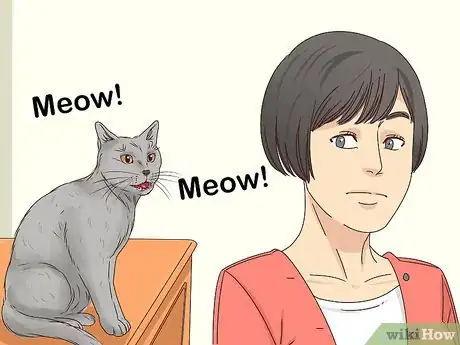 Image titled Get a Cat to Stop Meowing Step 19