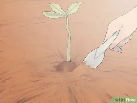 Image titled Grow an Oak Tree from an Acorn Step 11