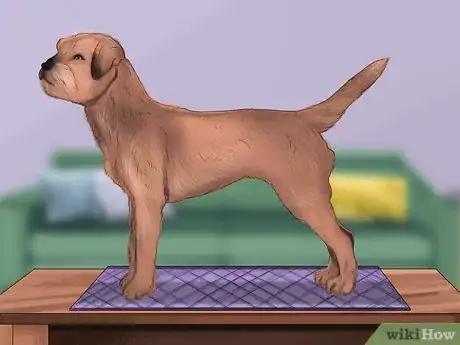 Image titled Groom a Border Terrier Step 13