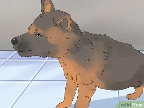 Image titled Buy a German Shepherd Puppy Step 17