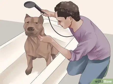 Image titled Bathe Your Pitbull Step 1