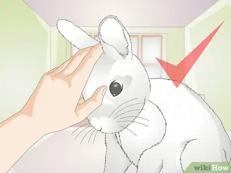 Image titled Give a Rabbit Medication Step 11