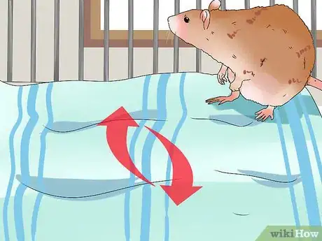 Image titled Take Care of a Rat with Cancer Step 12