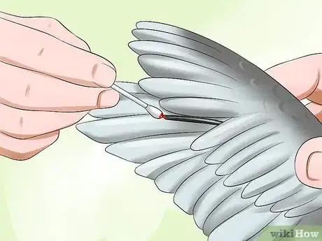 Image titled Clip a Cockatiel's Flier Feathers Step 11