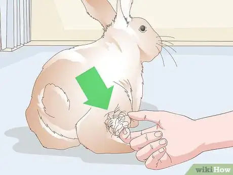 Image titled Keep Your Rabbit's Fur Clean and Untangled Step 1