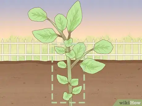 Image titled Prune Basil Plants Step 2