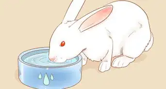 Feed Your Rabbit with Pellets