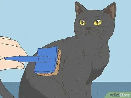 Image titled Identify a Bombay Cat Step 12