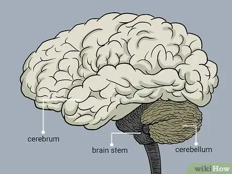 Image titled Understand the Four Main Parts of the Brain Step 1