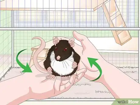 Image titled Keep a Pet Rat Happy by Itself Step 10