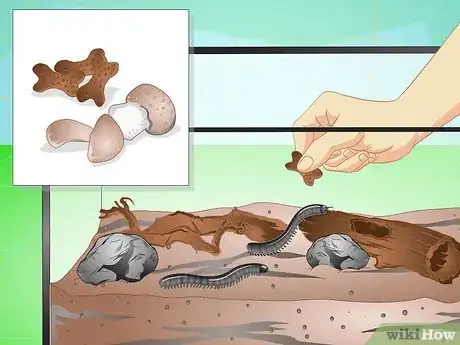 Image titled Make a Millipede Habitat Step 13