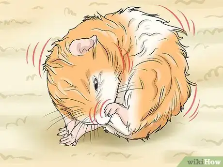 Image titled Spot Illness in Hamsters Step 13