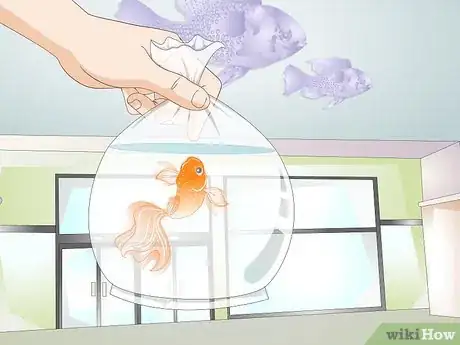 Image titled Tell if Your Goldfish Is an Adult Step 8