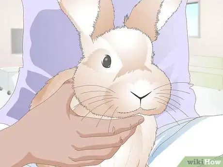 Image titled Give a Rabbit Medication Step 12