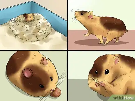 Image titled Care for Newborn Hamsters Step 2