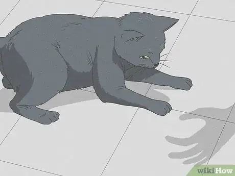 Image titled Identify a Russian Blue Step 11