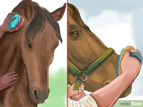 Image titled Use a Curry Comb on a Horse Step 15