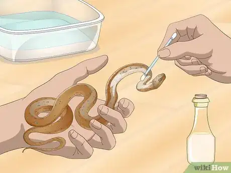 Image titled Get Rid of Mites on Snakes Step 5