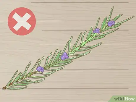 Image titled Grow Lavender from Cuttings Step 2