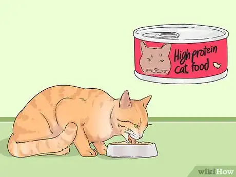 Image titled Change Your Cat's Routine Step 12