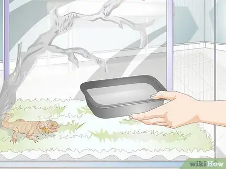 Image titled Teach a Bearded Dragon to Drink from a Water Bowl Step 5