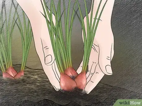 Image titled Plant Shallots Step 14