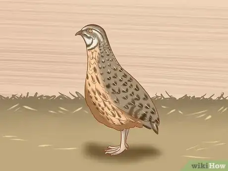 Image titled Get Quails to Lay Eggs Step 10