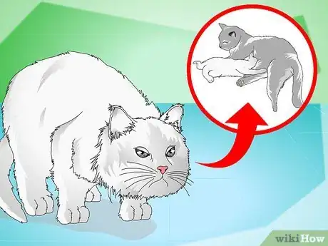 Image titled Stop Kittens from Crying Step 2