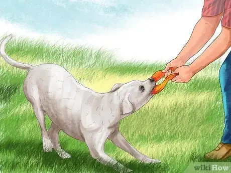 Image titled Exercise an English Bulldog Step 4