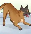 Identify a Belgian Malinois