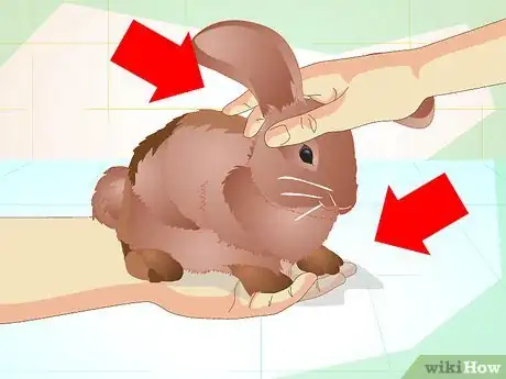 Image titled Make Your Bunny Come to You when You Open the Cage Step 11