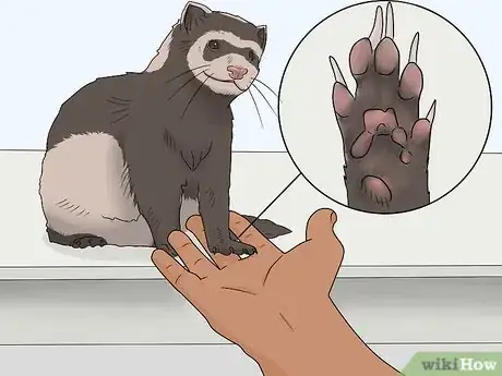 Image titled Train Your Ferret to Walk on a Leash Step 10