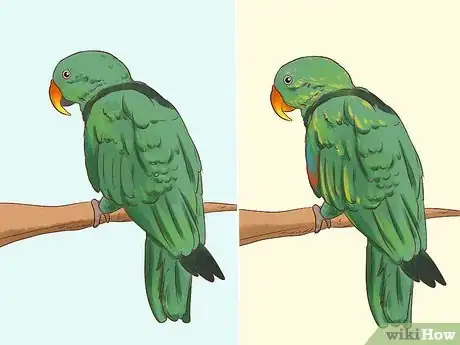 Image titled Spot Signs of Nutritional Disorders in Eclectus Parrots Step 1