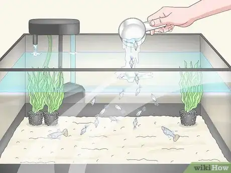 Image titled Care for Baby Guppies Step 17