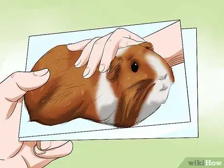 Image titled Care for a Dying Guinea Pig Step 12