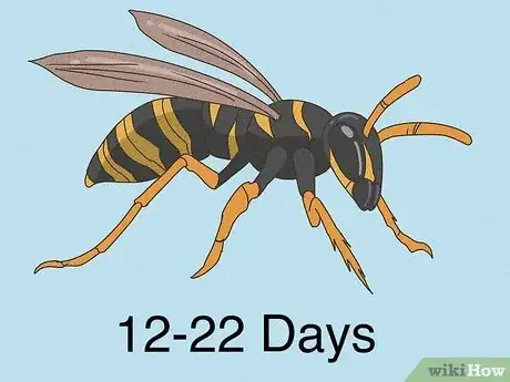 Image titled How Long Do Wasps Live Step 1