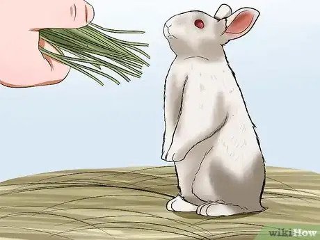 Image titled Care for Florida White Rabbits Step 1