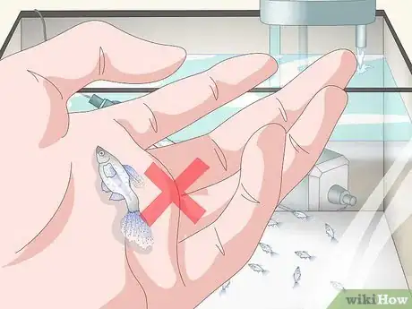 Image titled Care for Baby Guppies Step 15