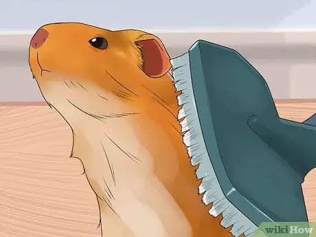 Image titled Stop a Guinea Pig from Shedding Step 1