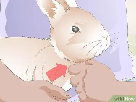 Image titled Give a Rabbit Medication Step 15