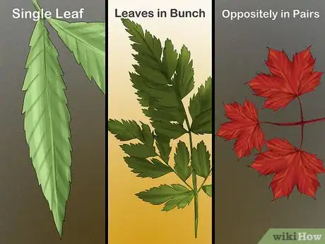 Image titled Identify Trees by Leaves Step 2